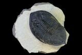 Zlichovaspis Trilobite - Atchana, Morocco #165884-1
